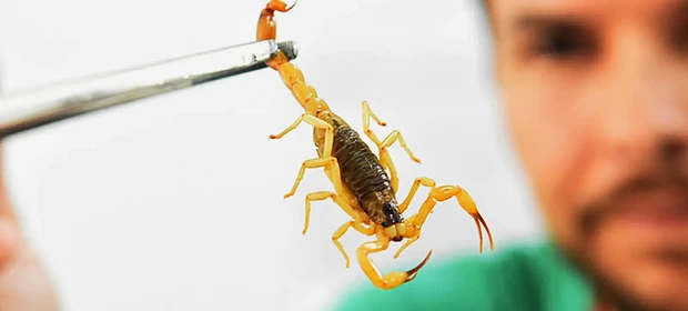 Presença de escorpiões-amarelos na Vila Cipa deixa autoridades em alerta