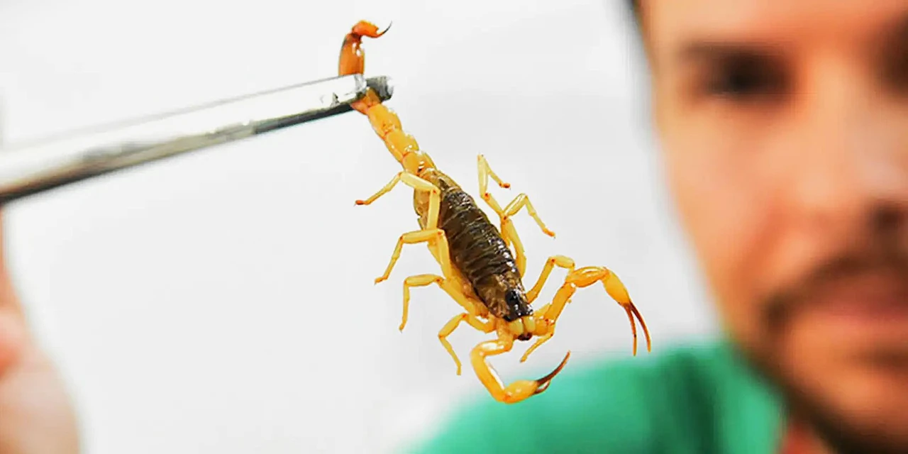 Presença de escorpiões-amarelos na Vila Cipa deixa autoridades em alerta