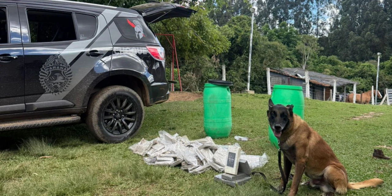 Cão Bolt e Inteligência da PM auxiliaram na desarticulação da 'Chácara do Tráfico' em PG; entenda como foi a operação