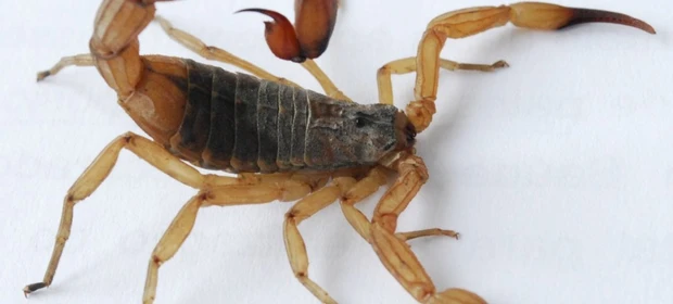 Com o calor, aumenta o risco de acidentes com escorpião-amarelo; veja como prevenir