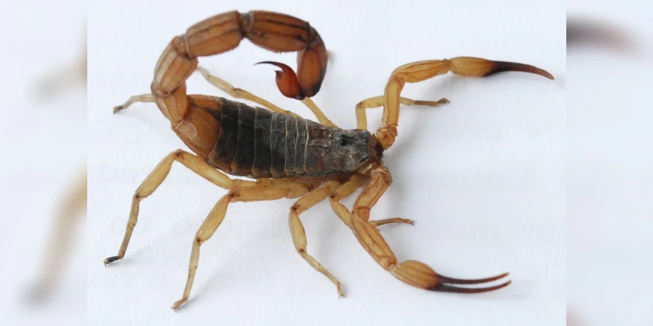 Com o calor, aumenta o risco de acidentes com escorpião-amarelo; veja como prevenir