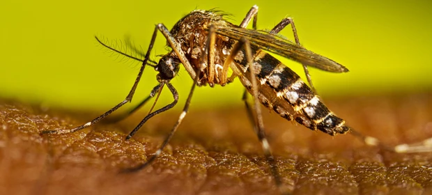 Ministério da Saúde realizará mobilização nacional contra dengue no próximo sábado (08)