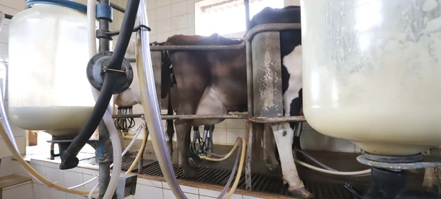 Ratinho Junior sanciona lei que proíbe reconstituição de leite em pó importado no Paraná