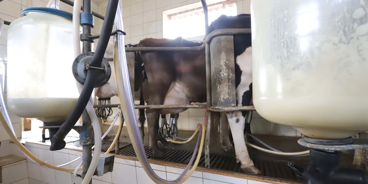 Ratinho Junior sanciona lei que proíbe reconstituição de leite em pó importado no Paraná