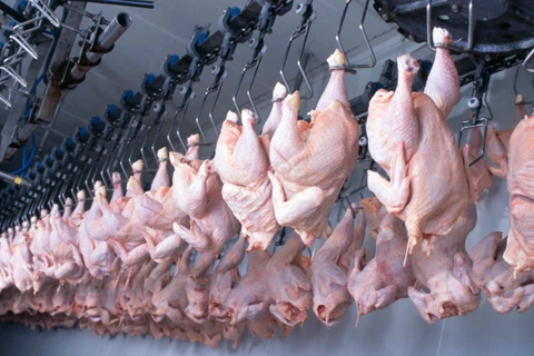 China suspende proibição de compra de carne de frango brasileira