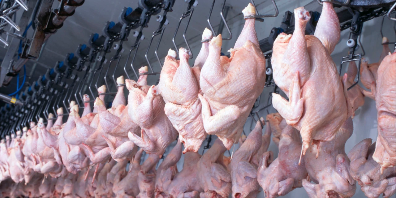 China suspende proibição de compra de carne de frango brasileira