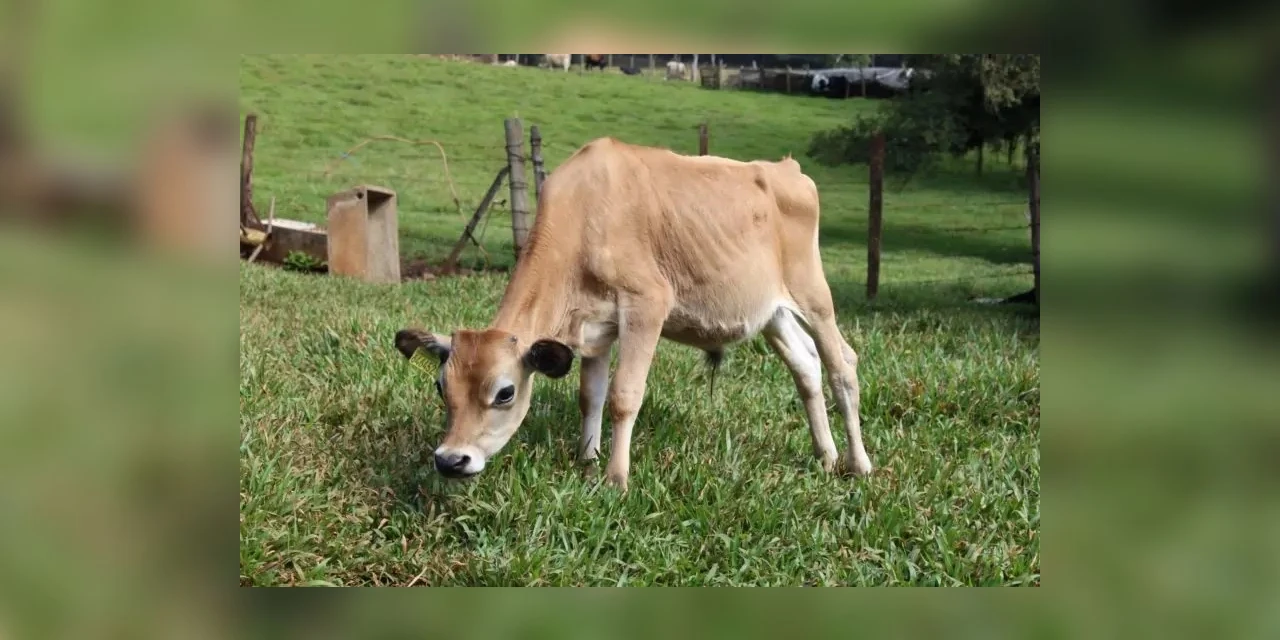Mulher aciona PM após ter 14 bezerros furtados de sua propriedade na região