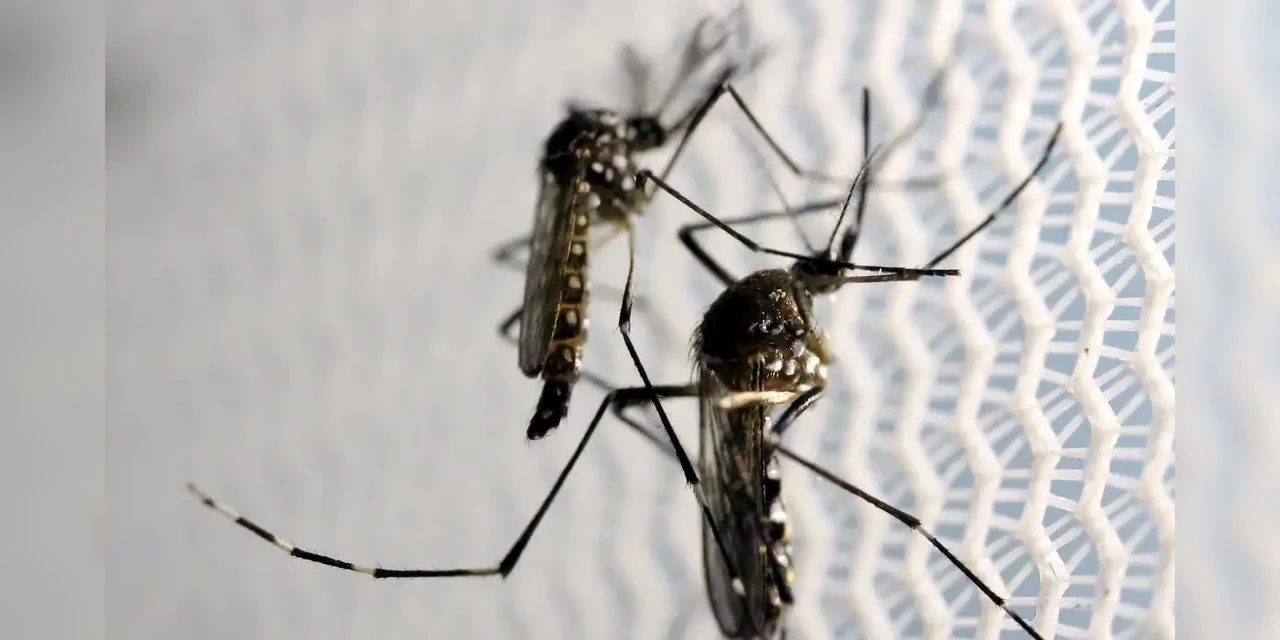 Dia D de combate ao Aedes aegypti ocorre neste sábado em todo o país