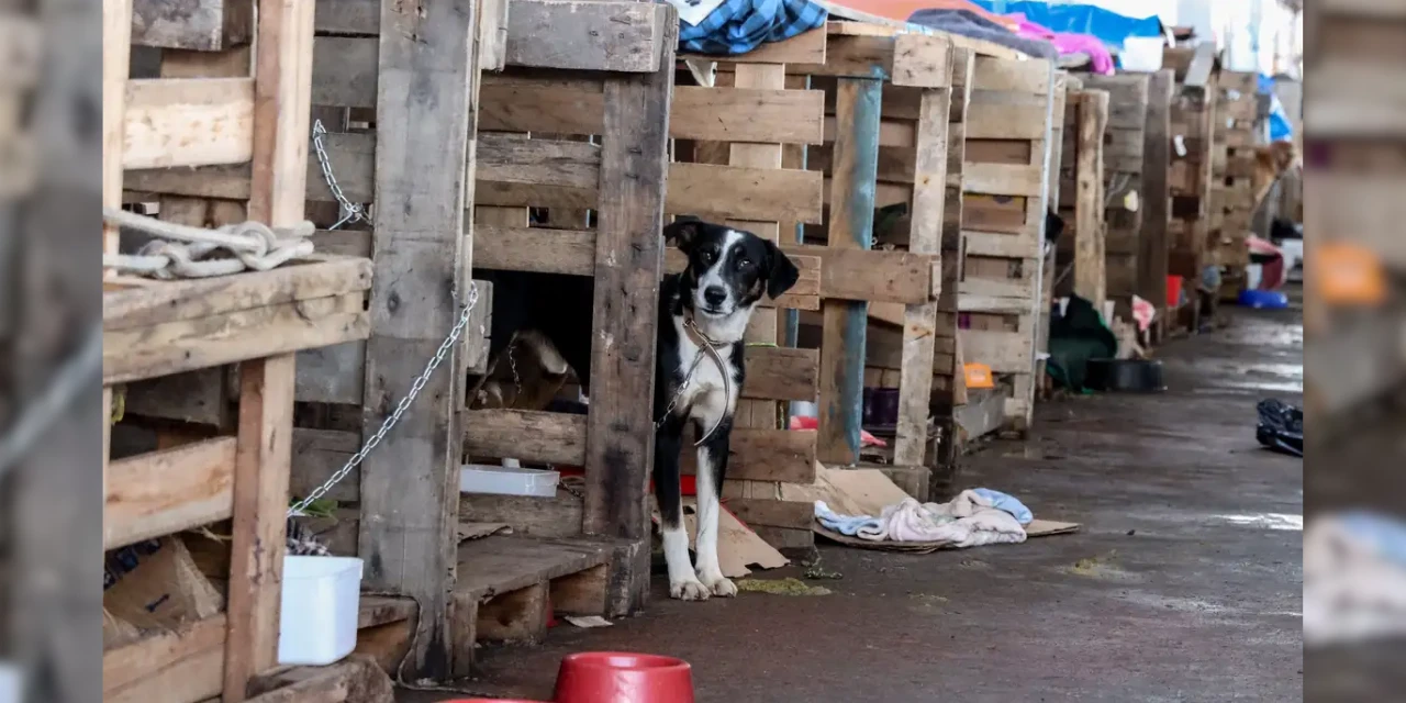 Câmara aprova projeto que proíbe condenados por maus-tratos de exercer cargos públicos