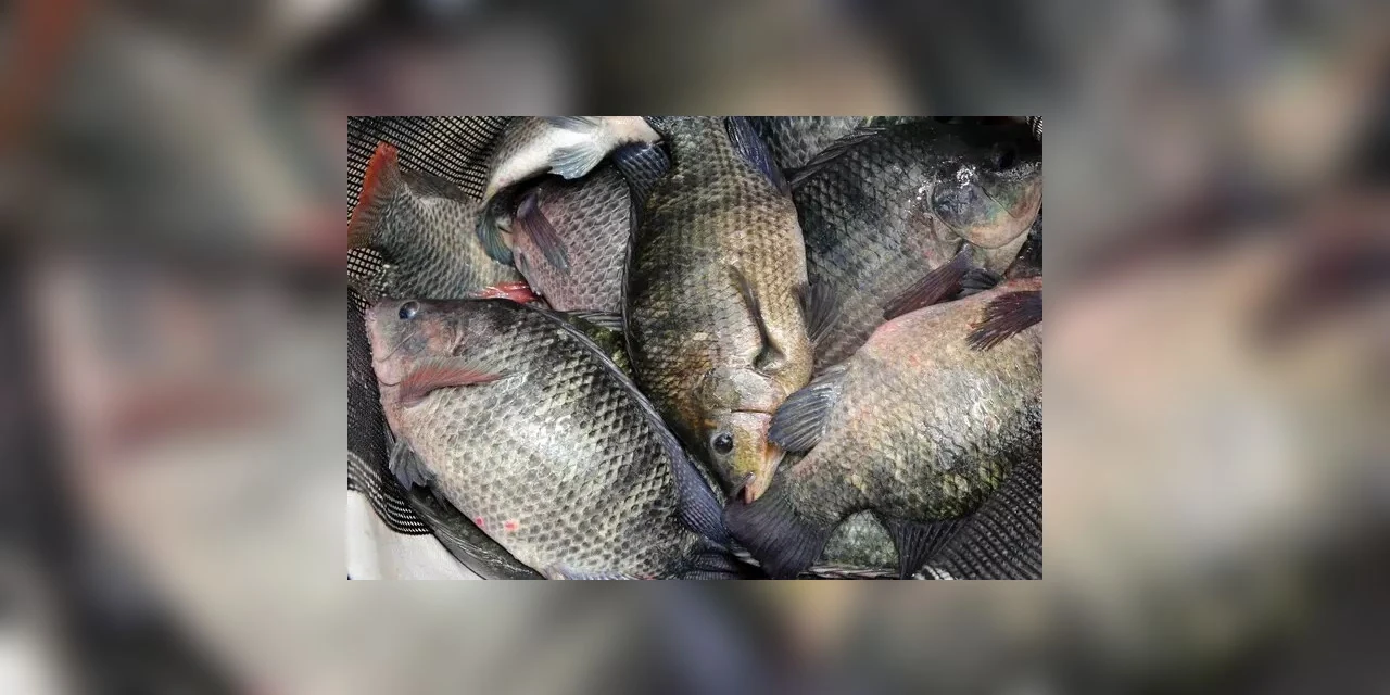 Projeto de lei quer proibir importação de tilápia no Paraná