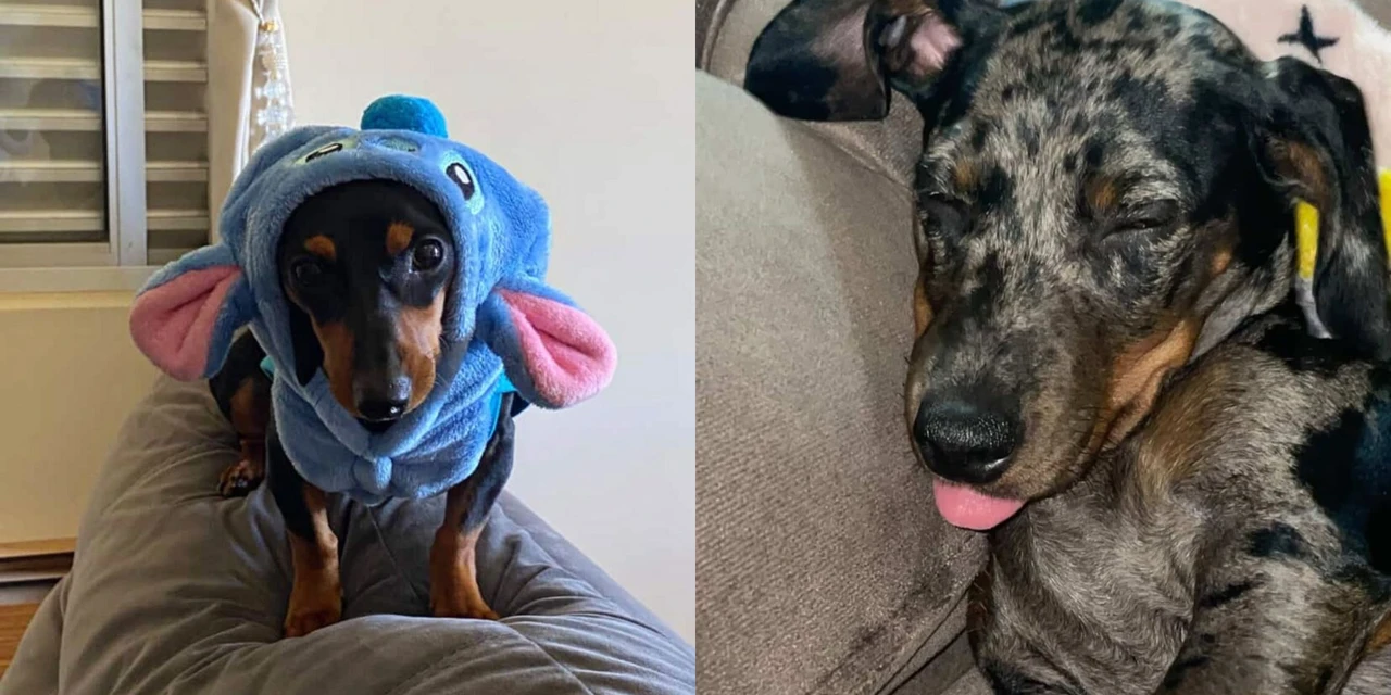 '1º Encontro de Cachorros Salsichas' deve movimentar Ponta Grossa; saiba os detalhes