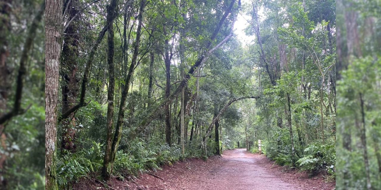Foto: Divulgação/IAT