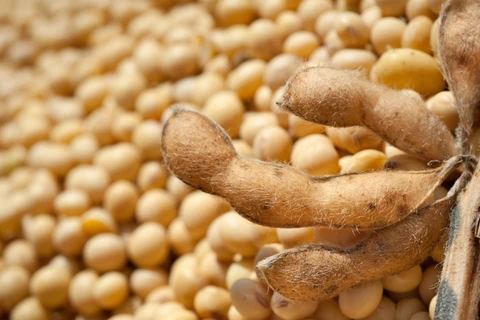 Exportações do agro somam US$ 15,49 bilhões em outubro e batem recorde histórico