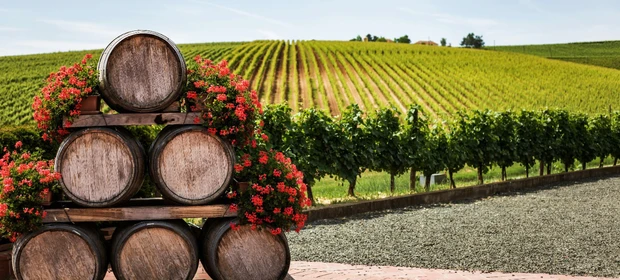 Vinhos & Viagens: 'Vinhas e olivais europeus são ativos considerados não só como um estilo de vida, mas também de investimentos, confira dados do crescimento mundial desses mercados', por Patrícia Ecave