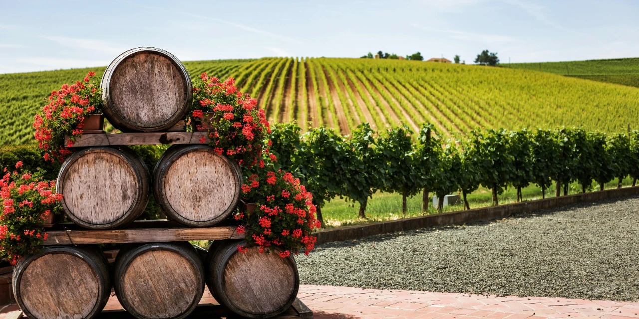 Vinhos & Viagens: 'Vinhas e olivais europeus são ativos considerados não só como um estilo de vida, mas também de investimentos, confira dados do crescimento mundial desses mercados', por Patrícia Ecave