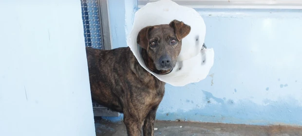 Prefeitura de Ponta Grossa confirma: Clínicas de castração atuais são seguras