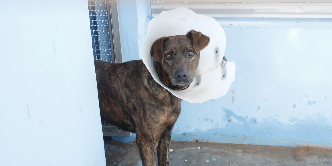 Prefeitura de Ponta Grossa confirma: Clínicas de castração atuais são seguras