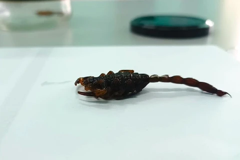 Vigilância em Saúde de Castro alerta para cuidados e prevenções contra escorpiões