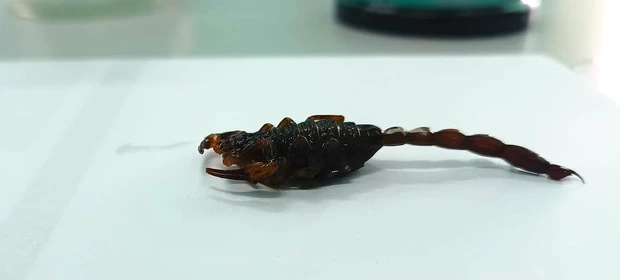 Vigilância em Saúde de Castro alerta para cuidados e prevenções contra escorpiões