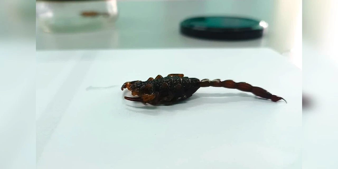 Vigilância em Saúde de Castro alerta para cuidados e prevenções contra escorpiões