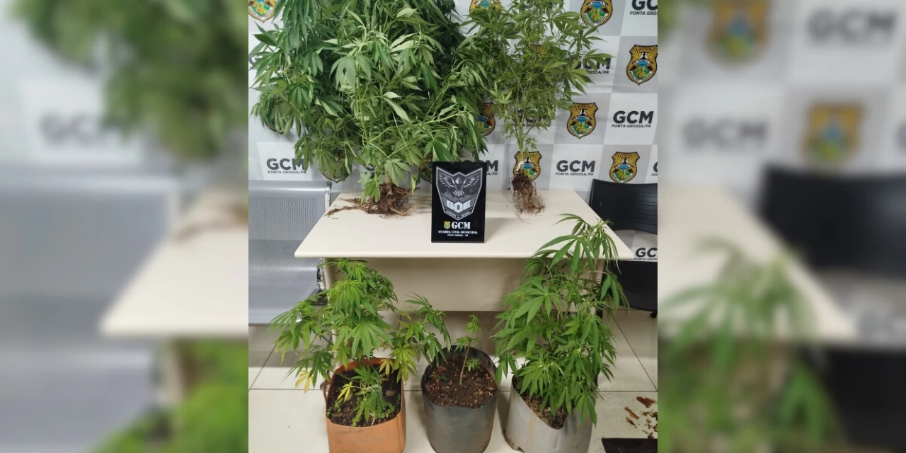 Plantação de maconha é encontrada em área abandonada no Cará-Cará