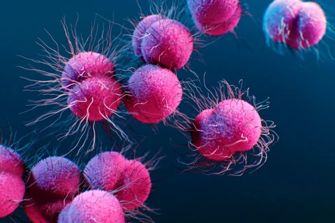 Gonorreia preocupa OMS após avanço acelerado da resistência a antibióticos