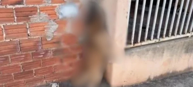 Cachorro morre enforcado após tentar fugir de corda no PR; tutor é investigado por maus-tratos