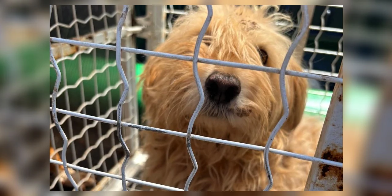 Polícia Civil resgata cães que estavam em situação de maus tratos no PR