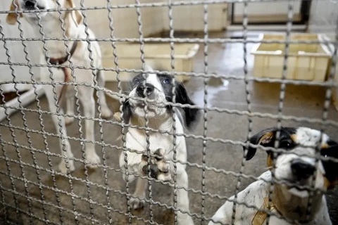 Lei impede que condenados por maus-tratos a animais ocupem cargos públicos em Ponta Grossa