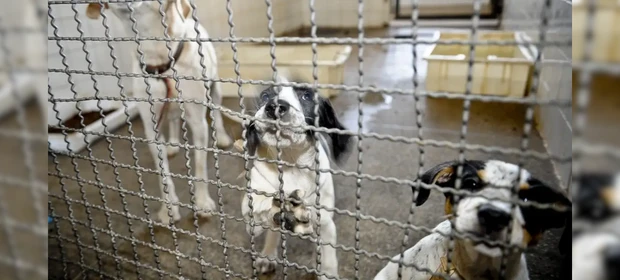 Lei impede que condenados por maus-tratos a animais ocupem cargos públicos em Ponta Grossa