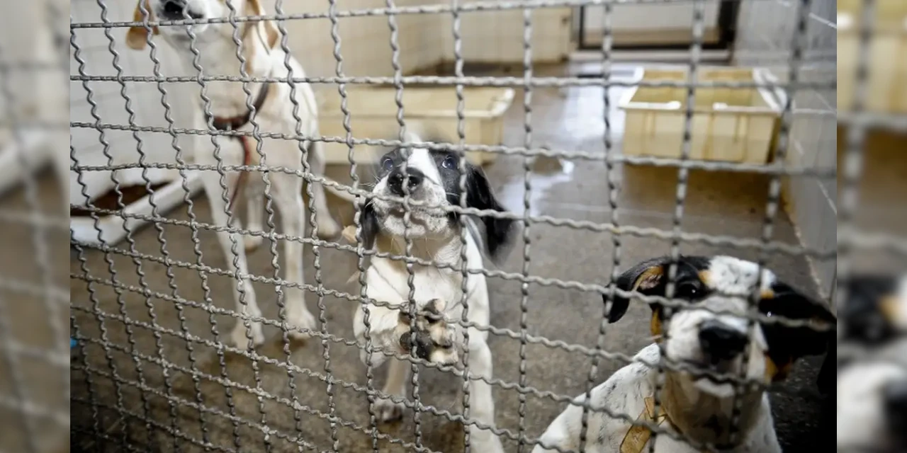 Lei impede que condenados por maus-tratos a animais ocupem cargos públicos em Ponta Grossa