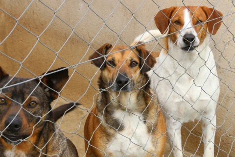 Palmeira aprova construção de novo Abrigo Municipal de Animais