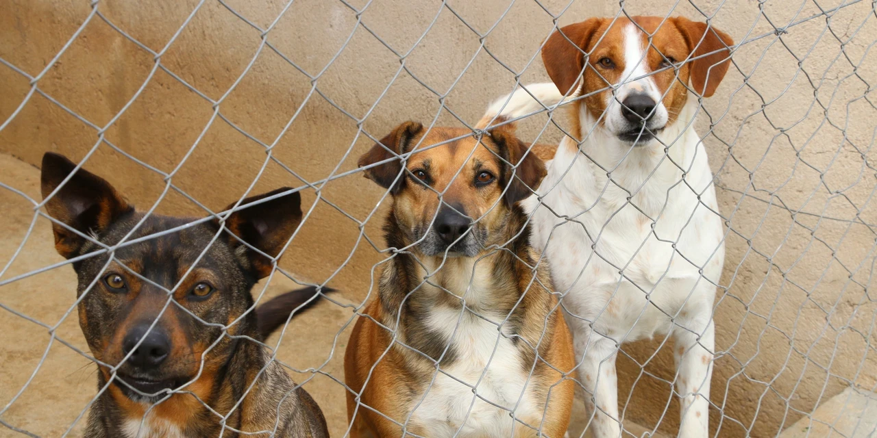 Palmeira aprova construção de novo Abrigo Municipal de Animais