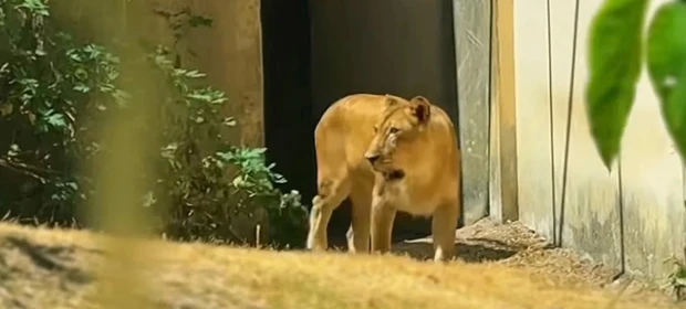 Leoa que matou jovem em zoológico na Paraíba volta ao recinto após período de recuperação