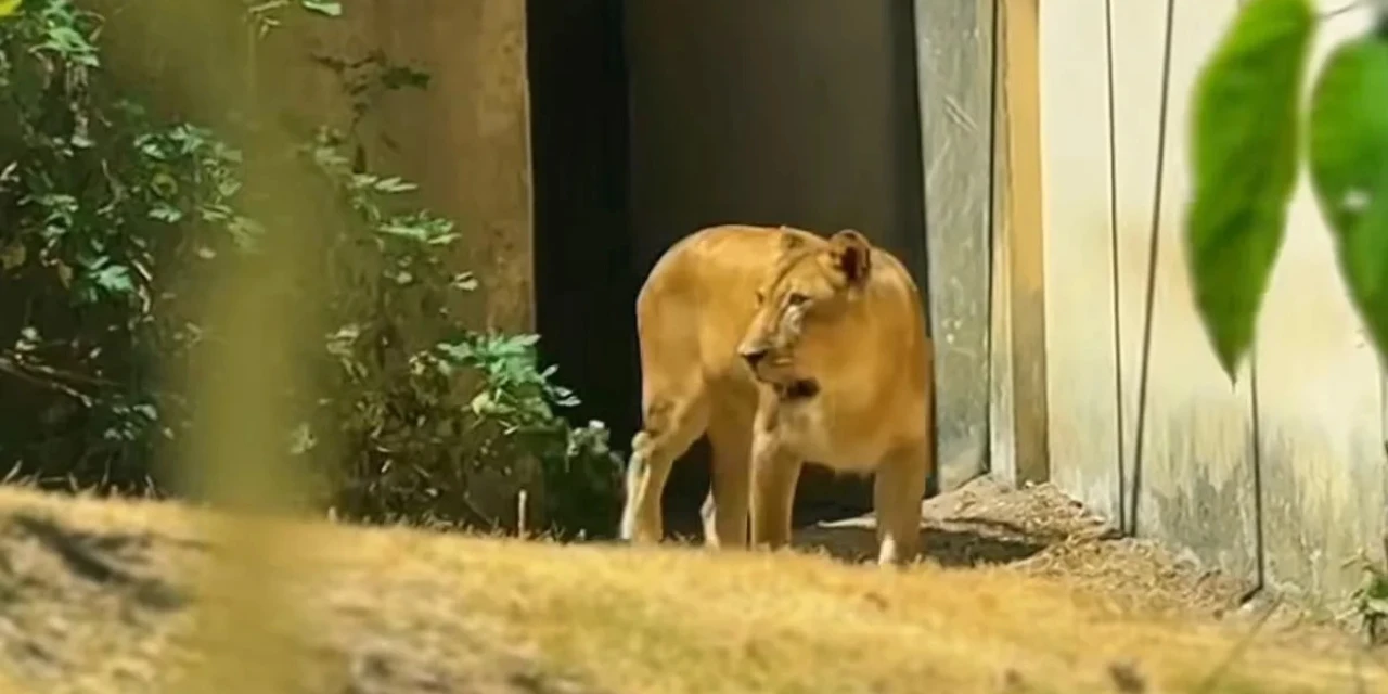 Leoa que matou jovem em zoológico na Paraíba volta ao recinto após período de recuperação