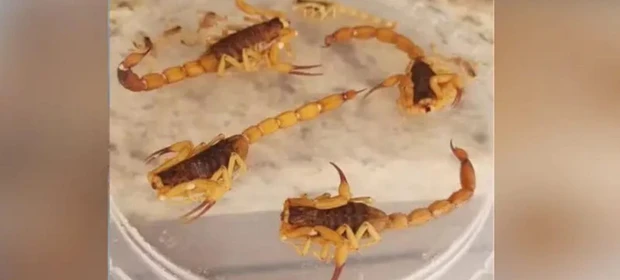 Moradora encontra mais de 300 escorpiões dentro do quintal em cidade do Paraná