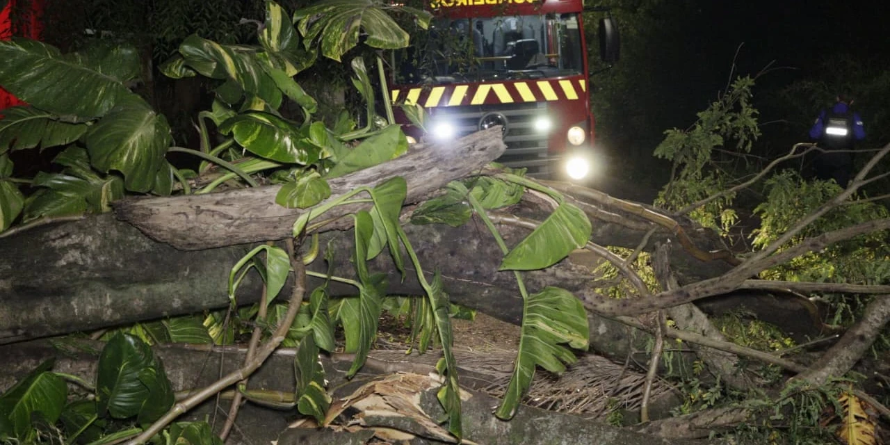Queda de árvore no meio da rua mobiliza equipe dos Bombeiros em Uvaranas