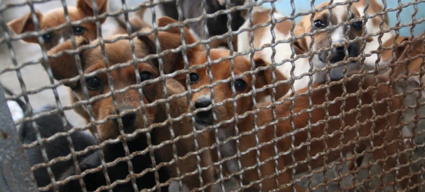 Conselho recomenda que Prefeitura de PG não inicie os serviços de castração com nova empresa