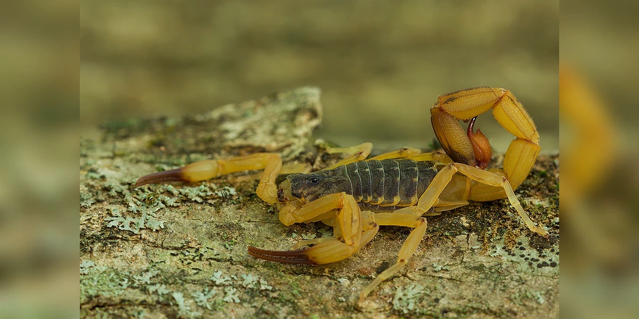 Calor extremo multiplica escorpiões e acidentes saltam 150% em 2025