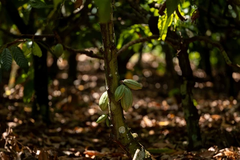 Sicredi apresenta projetos de crédito verde e tem case reconhecido na COP30 como referência em agricultura regenerativa