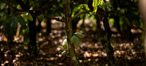 Sicredi apresenta projetos de crédito verde e tem case reconhecido na COP30 como referência em agricultura regenerativa