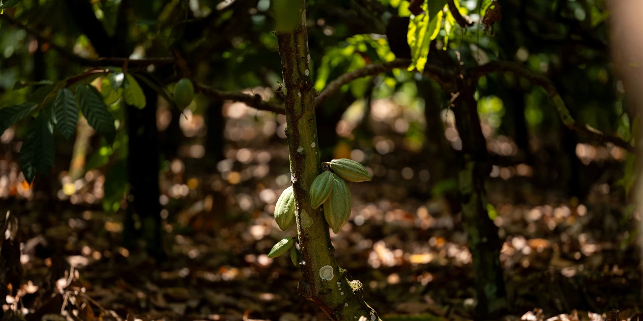 Sicredi apresenta projetos de crédito verde e tem case reconhecido na COP30 como referência em agricultura regenerativa