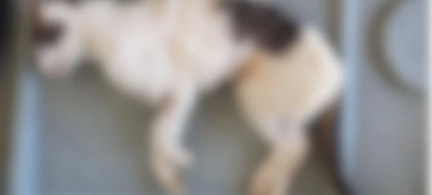 Gato castrado por empresa que pode assumir Crar em PG morreu com hemorragia nos pontos