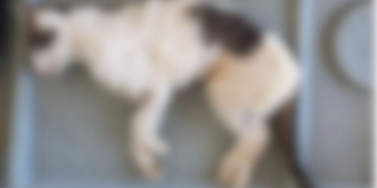 Gato castrado por empresa que pode assumir Crar em PG morreu com hemorragia nos pontos