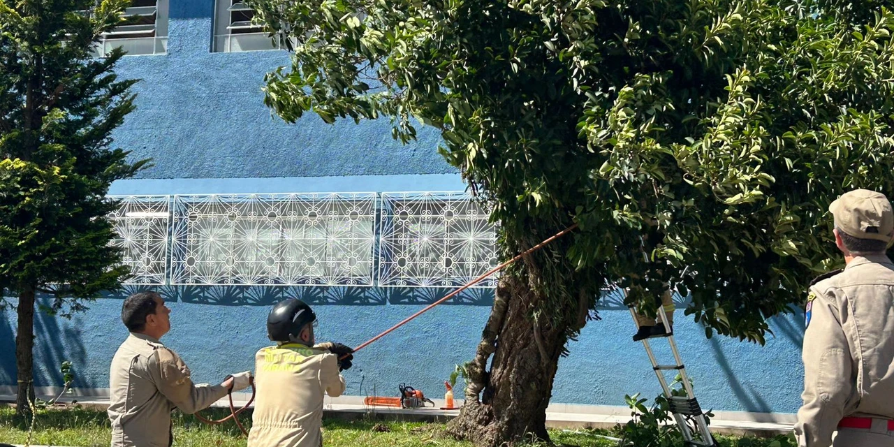 Ventania arranca árvores em Ponta Grossa; bombeiros são acionados