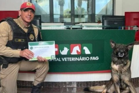 Cão de operações da Polícia Rodoviária doa sangue para ajudar hospital veterinário 