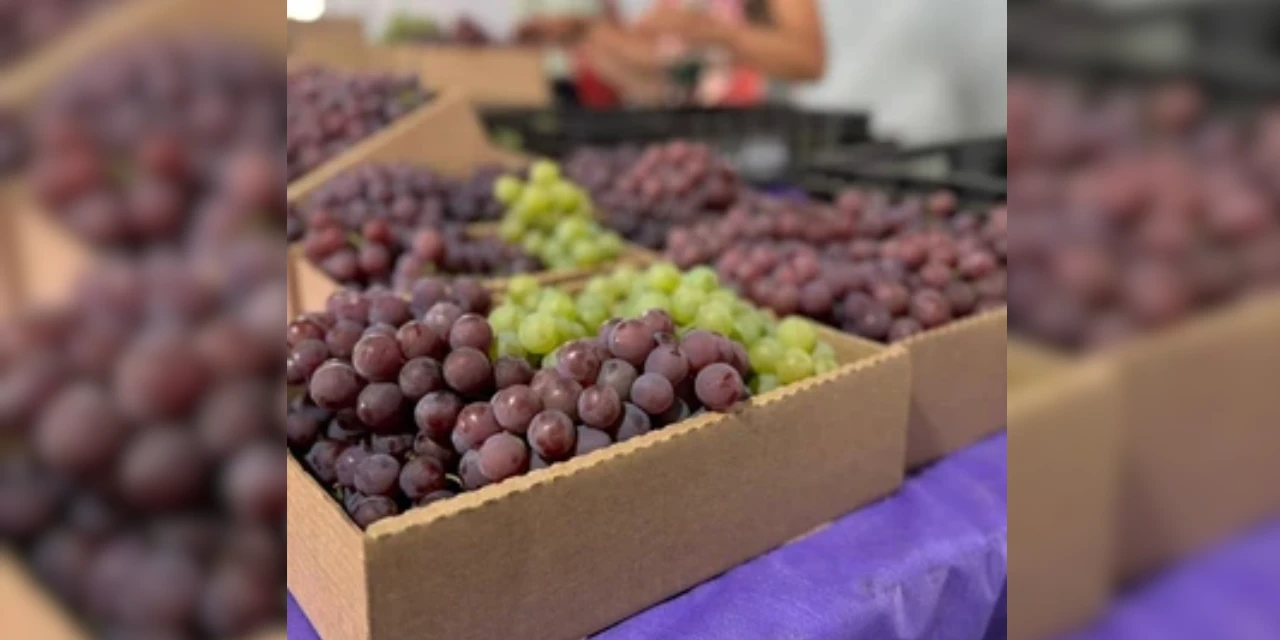 Prefeitura de Ponta Grossa lança 43º Fesuva nesta quinta