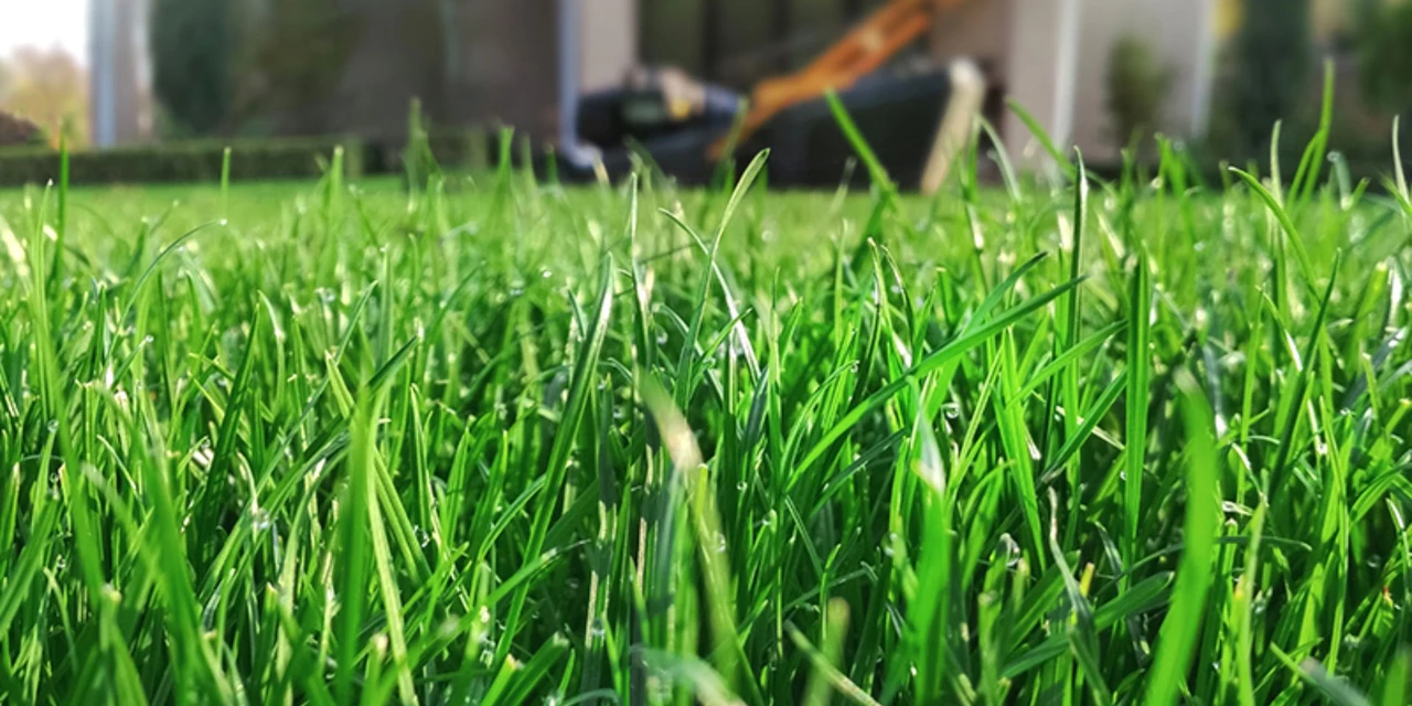 Prefeitura de Ponta Grossa pode gastar R$ 655 mil para comprar grama; entenda