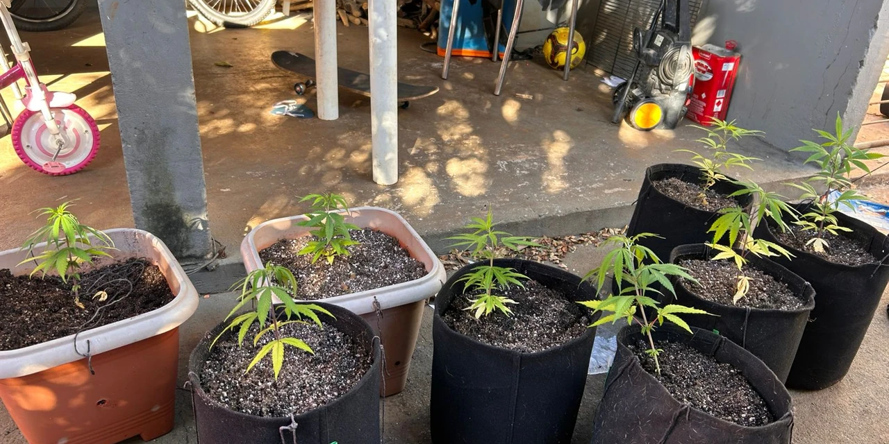 Equipes de Segurança desmantelam estufa de maconha gourmet em Ponta Grossa