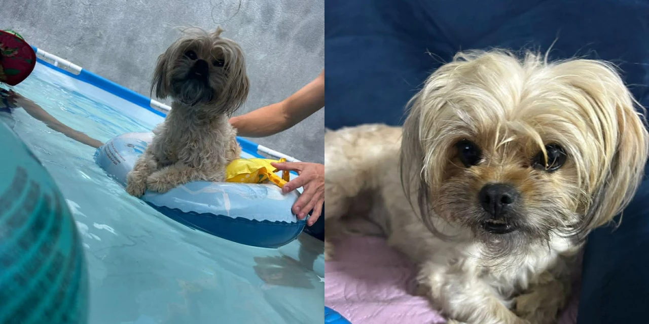 Família pede ajuda para encontrar cachorrinha desaparecida em PG